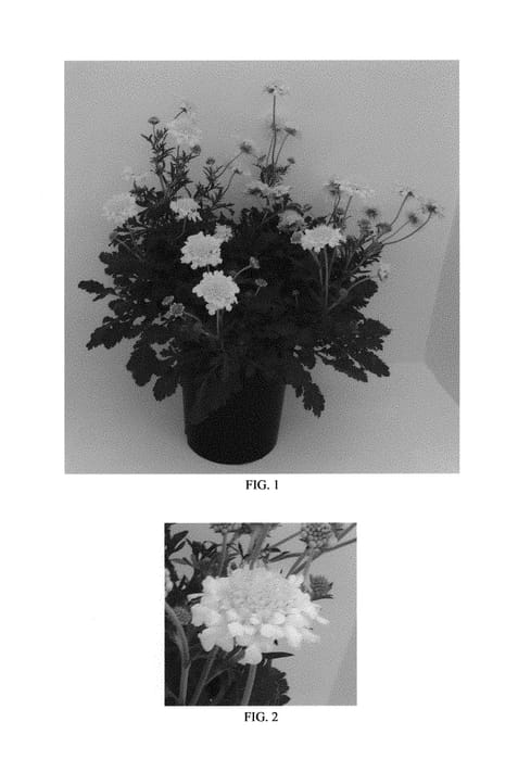 Figure 1 of US plant patent PP30119, the photograph of Balflutturite printed in the patent.