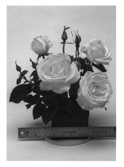 Figure 1 of US plant patent PP30120, the photograph of WEKmereadoit printed in the patent.