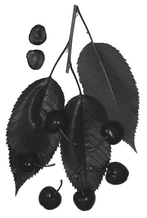 Figure 1 of US plant patent PP30121, the photograph of Royal Fran printed in the patent.