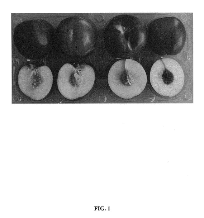 Figure 1 of US plant patent PP30122, the photograph of Smooth Delight Three printed in the patent.