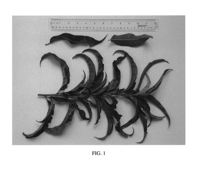 Figure 1 of US plant patent PP30123, the photograph of NJN103 printed in the patent.