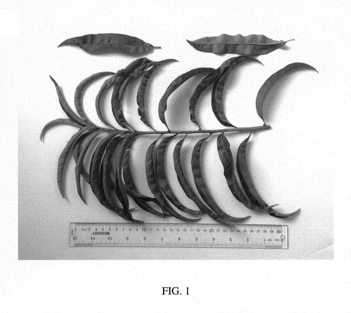Figure 1 of US plant patent PP30124, the photograph of NJF20 printed in the patent.