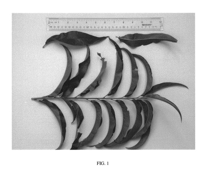 Figure 1 of US plant patent PP30125, the photograph of NJN102 printed in the patent.