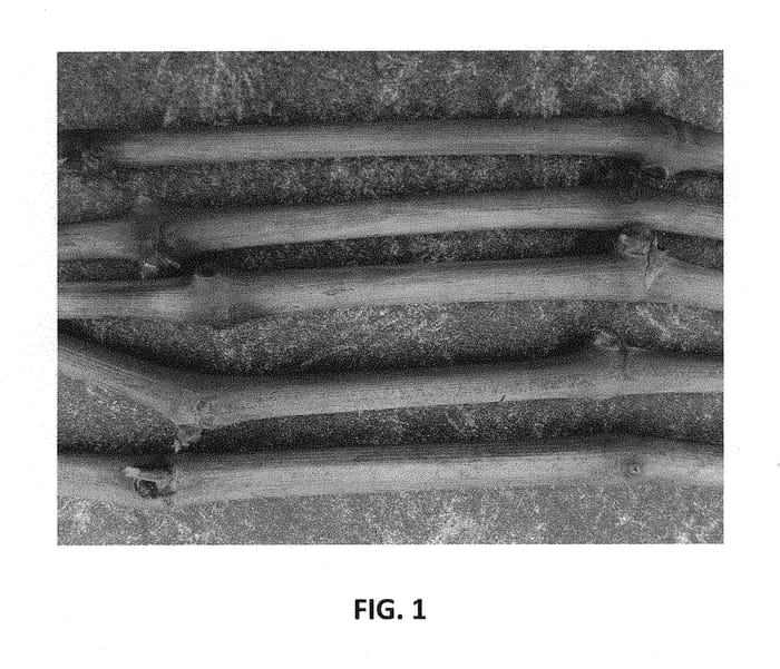 Figure 1 of US plant patent PP30126, the photograph of Solbrio printed in the patent.