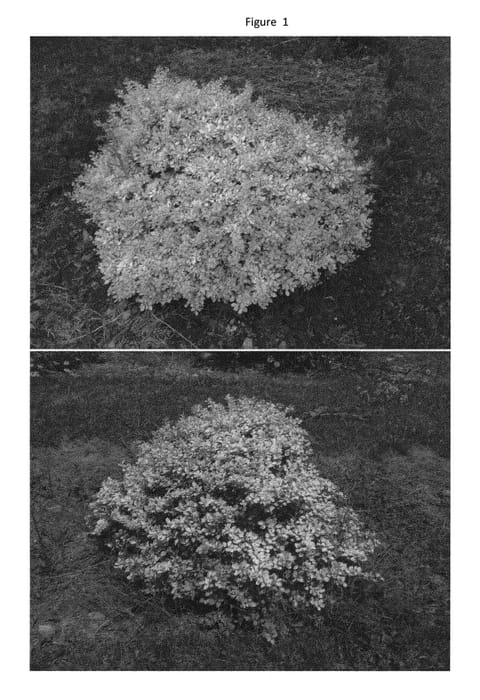 Figure 1 of US plant patent PP30127, the photograph of UCONNBTB048 printed in the patent.