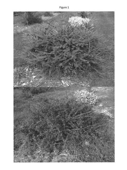 Figure 1 of US plant patent PP30128, the photograph of UCONNBTB039 printed in the patent.