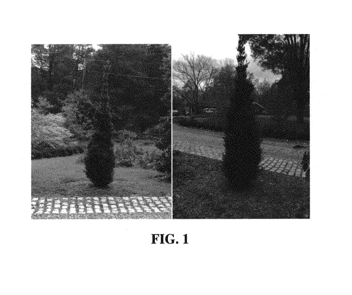 Figure 1 of US plant patent PP30129, the photograph of CR195-115 printed in the patent.