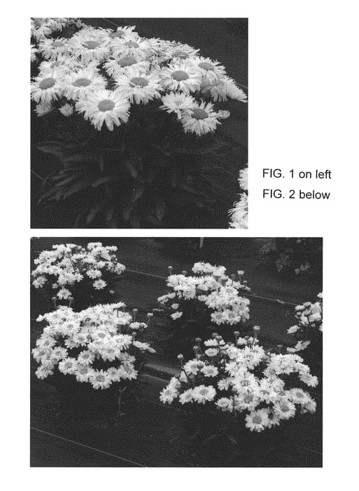 Figure 1 of US plant patent PP30130, the photograph of Adorable printed in the patent.