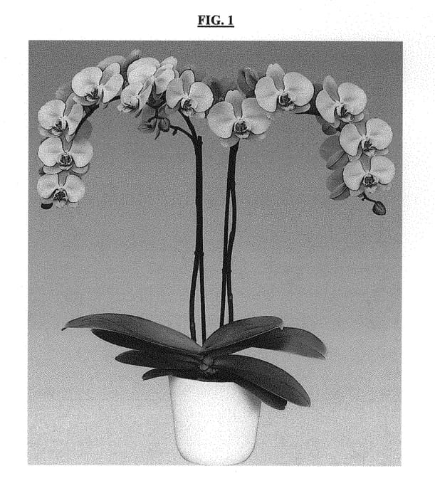 Figure 1 of US plant patent PP30131, the photograph of Sweet Day printed in the patent.