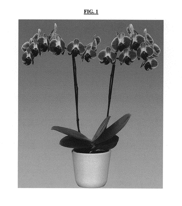 Figure 1 of US plant patent PP30132, the photograph of Day Tripper printed in the patent.