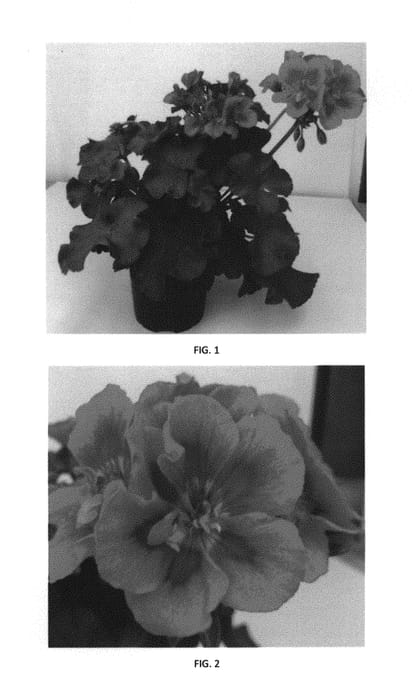 Figure 1 of US plant patent PP30133, the photograph of PEQZ0030 printed in the patent.