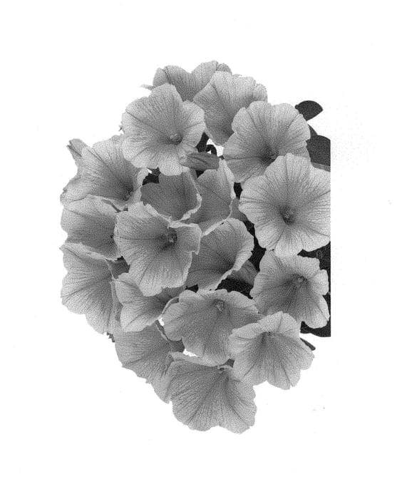 Figure 1 of US plant patent PP30134, the photograph of Duepotpluyel17 printed in the patent.