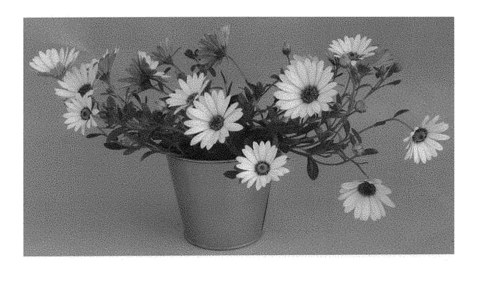 Figure 1 of US plant patent PP30135, the photograph of KLEOE16287 printed in the patent.