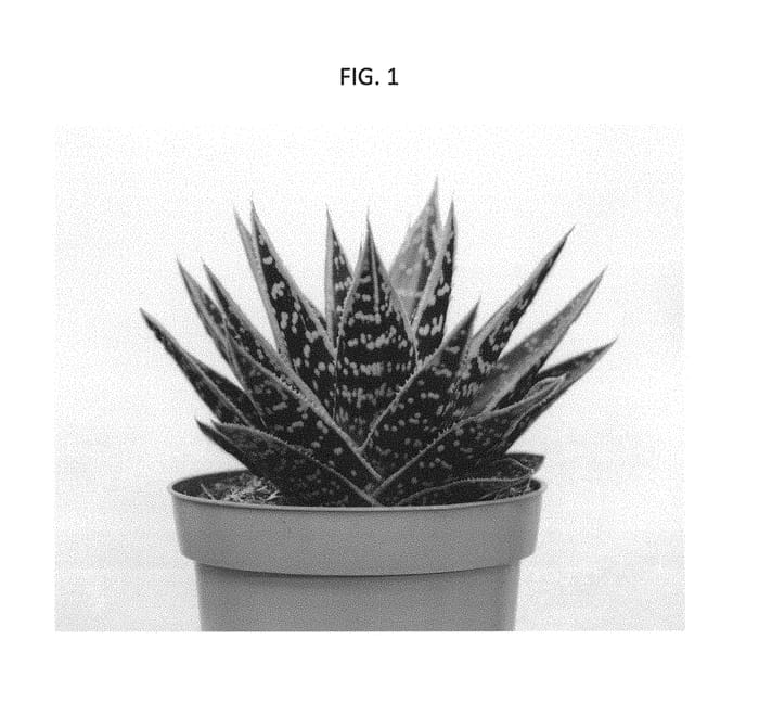 Figure 1 of US plant patent PP30136, the photograph of OVROCKS02 printed in the patent.