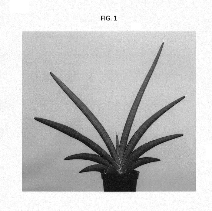 Figure 1 of US plant patent PP30137, the photograph of SUPSAN1605 printed in the patent.