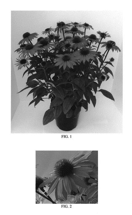 Figure 1 of US plant patent PP30138, the photograph of Balsomanita printed in the patent.