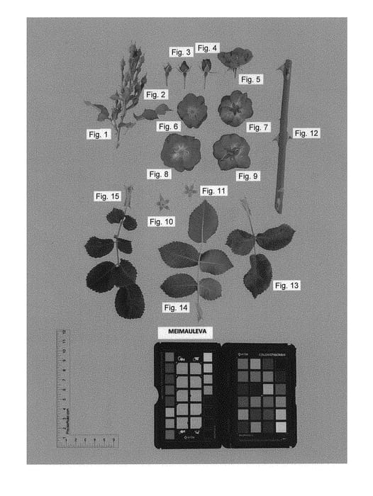 Figure 1 of US plant patent PP30139, the photograph of Meimauleva printed in the patent.
