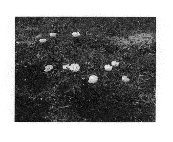 Figure 1 of US plant patent PP30140, the photograph of Radgardebwhite printed in the patent.