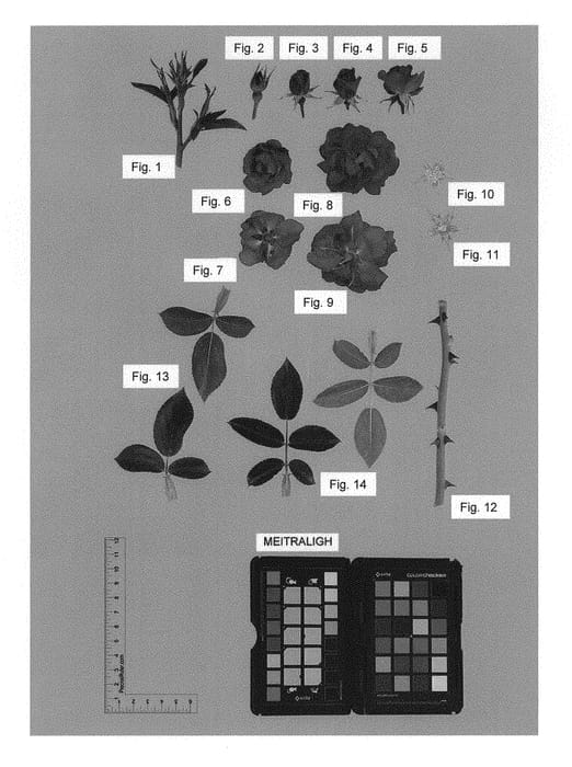 Figure 1 of US plant patent PP30141, the photograph of Meitraligh printed in the patent.