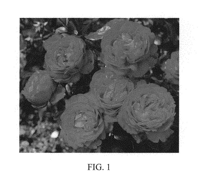 Figure 1 of US plant patent PP30142, the photograph of KORroleotu printed in the patent.