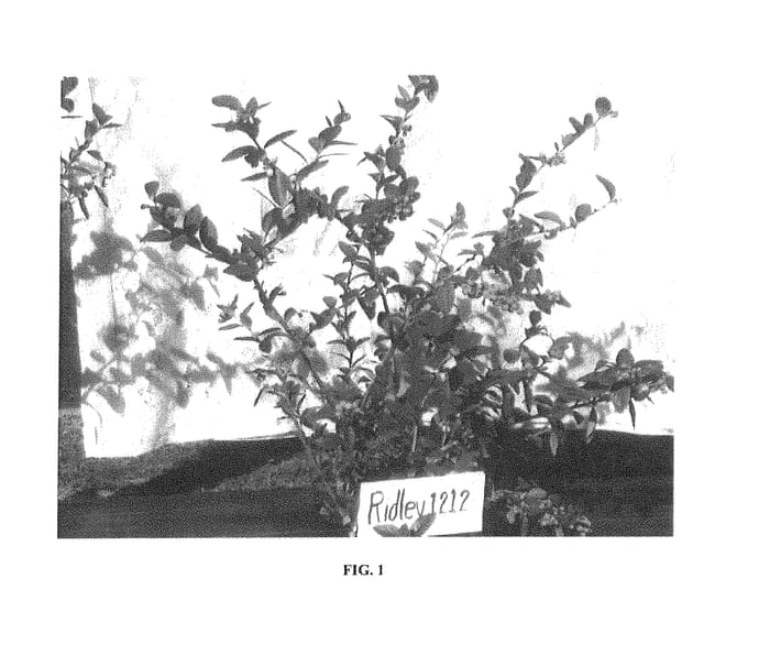 Figure 1 of US plant patent PP30143, the photograph of Ridley 1212 printed in the patent.