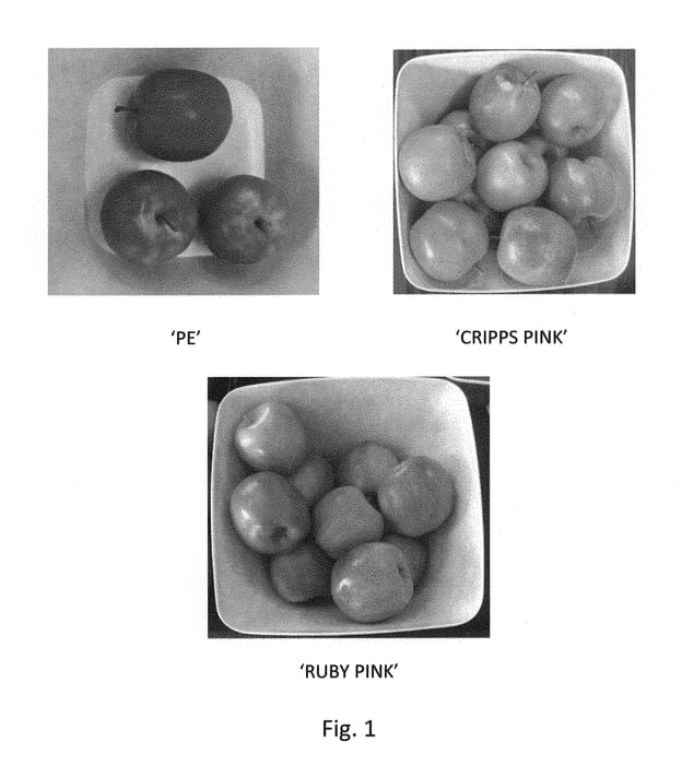Figure 1 of US plant patent PP30144, the photograph of PE printed in the patent.