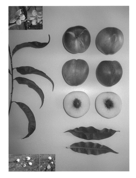 Figure 1 of US plant patent PP30145, the photograph of Pearlicious XX printed in the patent.