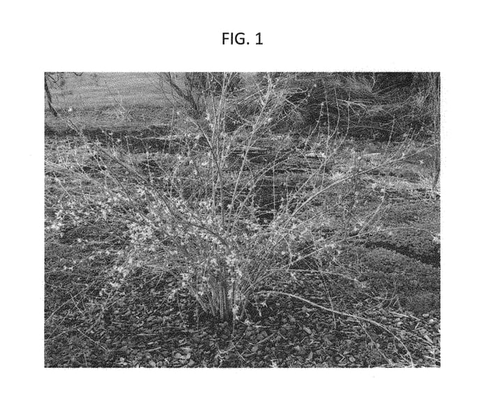 Figure 1 of US plant patent PP30146, the photograph of BJ2013 printed in the patent.