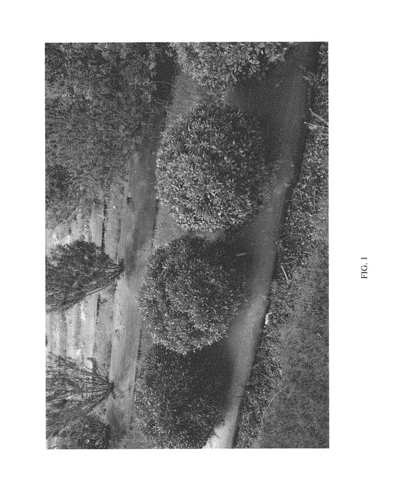 Figure 1 of US plant patent PP30147, the photograph of ILEXFARROWTRACEY printed in the patent.