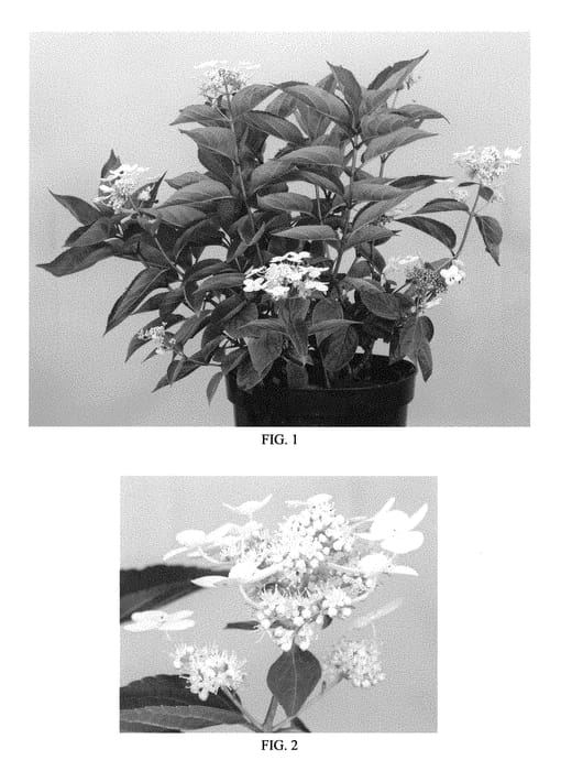 Figure 1 of US plant patent PP30148, the photograph of Little Ema printed in the patent.