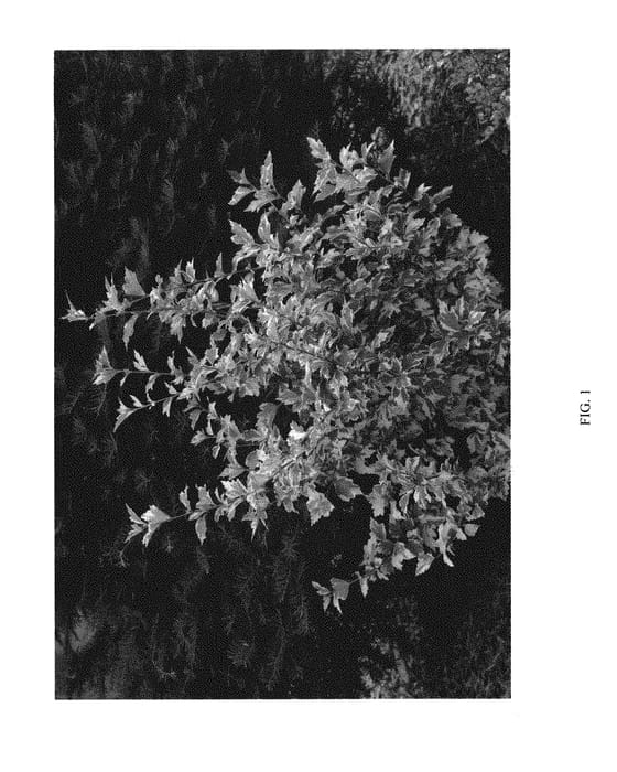 Figure 1 of US plant patent PP30149, the photograph of THEISSHSSTL printed in the patent.