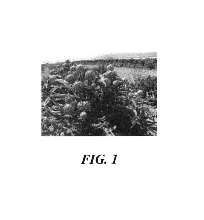 Figure 1 of US plant patent PP30150, the photograph of SJ 857 printed in the patent.