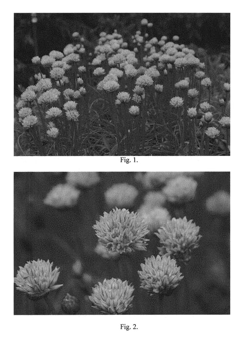 Figure 1 of US plant patent PP30151, the photograph of Chivette printed in the patent.