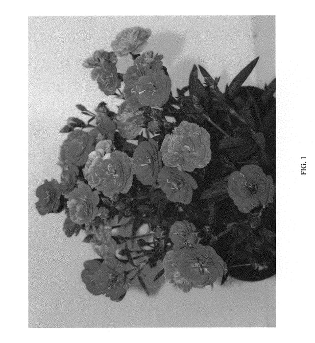 Figure 1 of US plant patent PP30152, the photograph of DCACA06-0 printed in the patent.