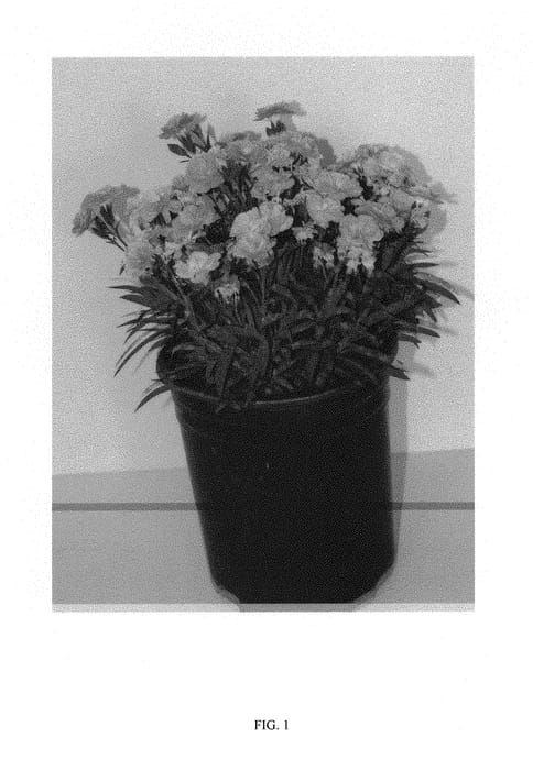 Figure 1 of US plant patent PP30153, the photograph of DCACA07-0 printed in the patent.