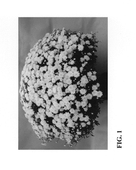 Figure 1 of US plant patent PP30154, the photograph of Zanmulpine printed in the patent.