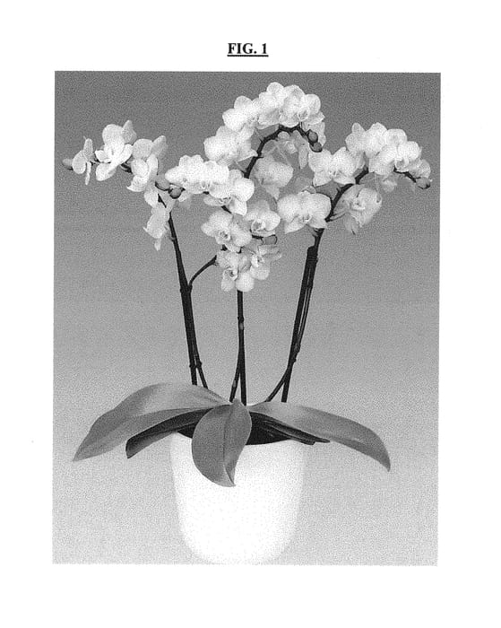 Figure 1 of US plant patent PP30155, the photograph of Golden Story printed in the patent.