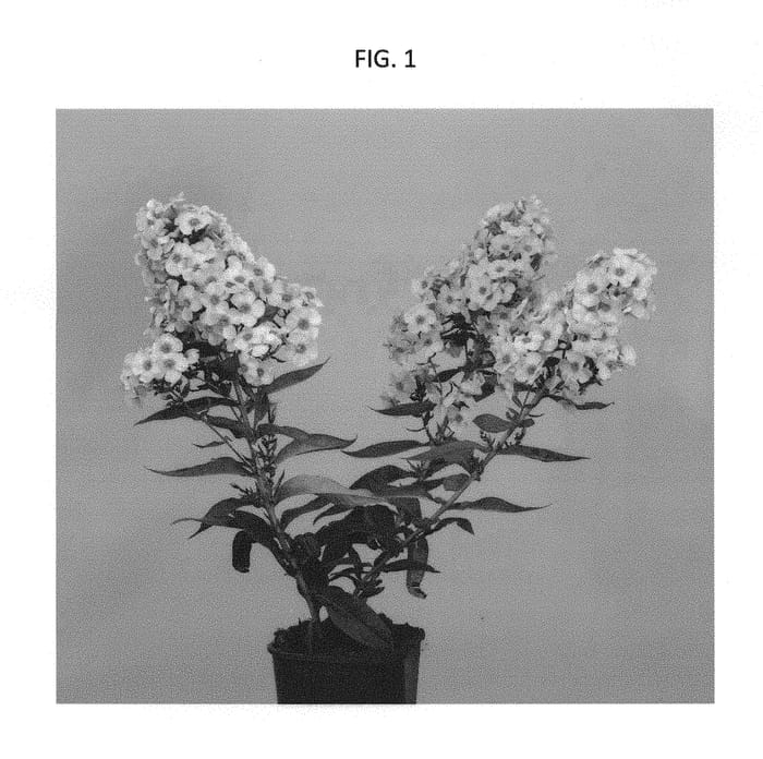 Figure 1 of US plant patent PP30156, the photograph of HOG1702 printed in the patent.
