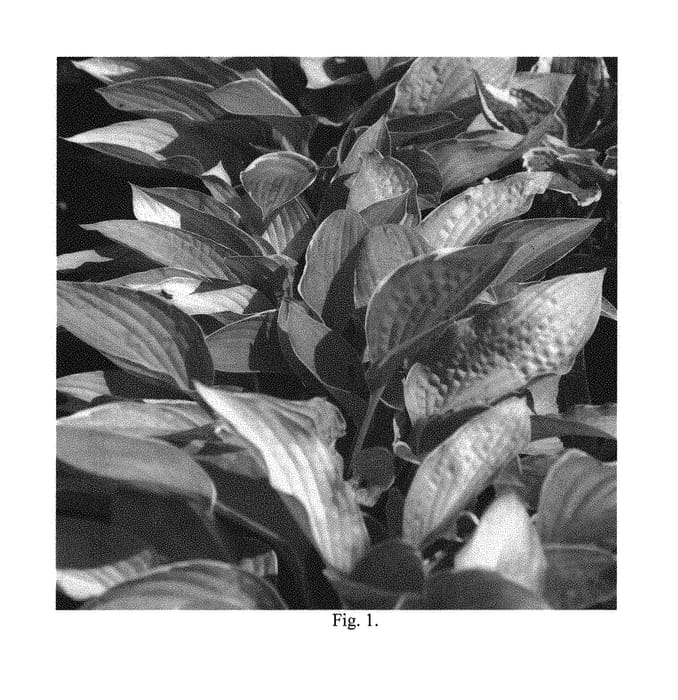 Figure 1 of US plant patent PP30157, the photograph of Hasta Mañana printed in the patent.