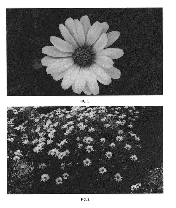 Figure 1 of US plant patent PP30158, the photograph of OSTZ0009 printed in the patent.