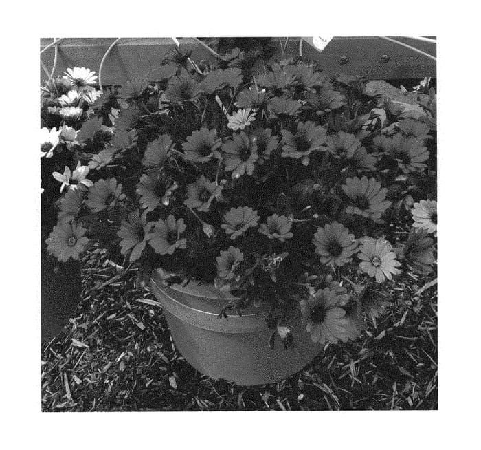 Figure 1 of US plant patent PP30159, the photograph of KLEOE16285 printed in the patent.
