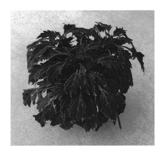 Figure 1 of US plant patent PP30160, the photograph of SAKCOL021 printed in the patent.