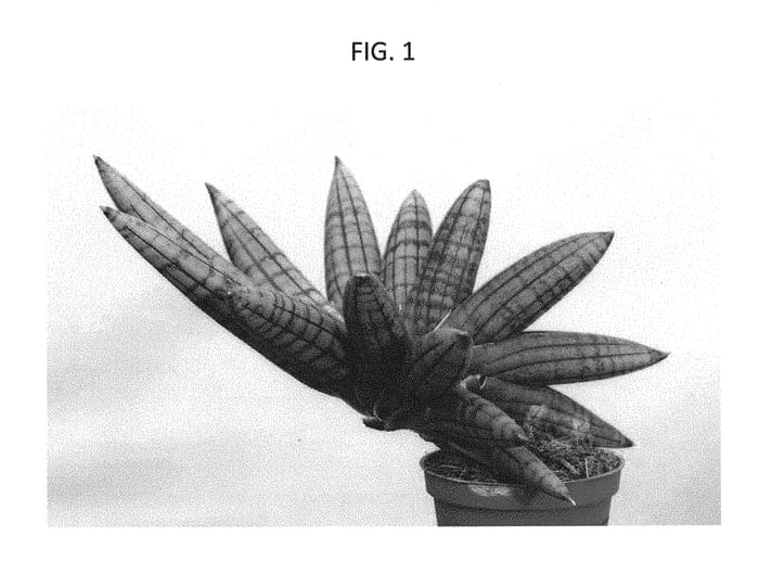 Figure 1 of US plant patent PP30161, the photograph of SUPSAN1607 printed in the patent.