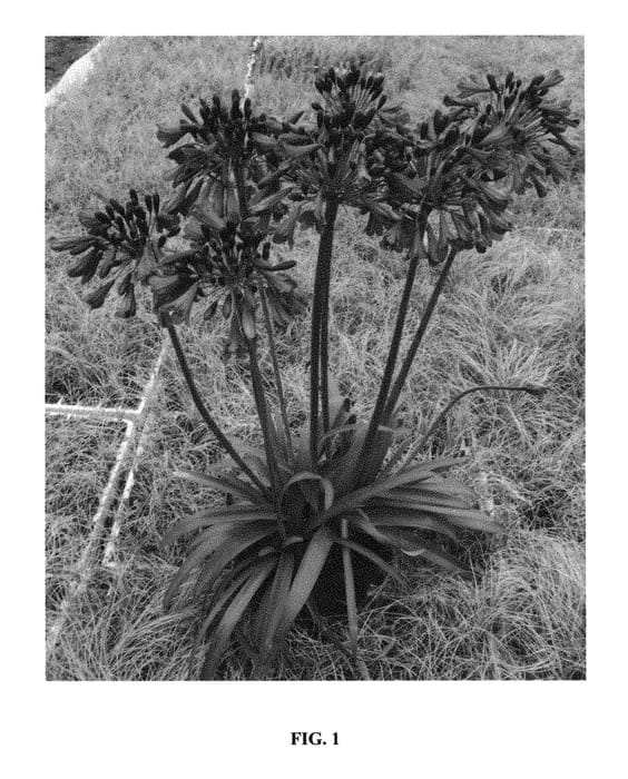 Figure 1 of US plant patent PP30163, the photograph of MP003 printed in the patent.