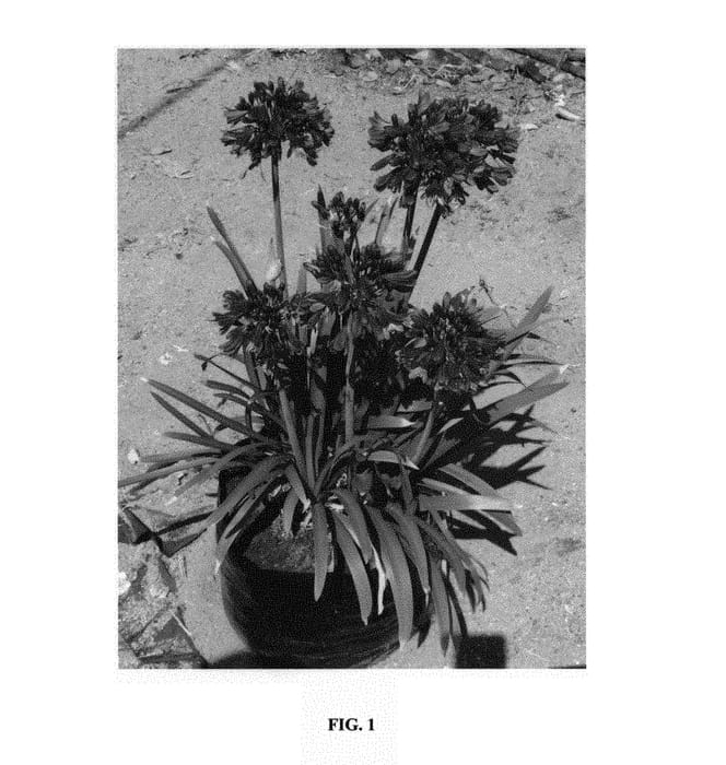 Figure 1 of US plant patent PP30164, the photograph of SDB002 printed in the patent.