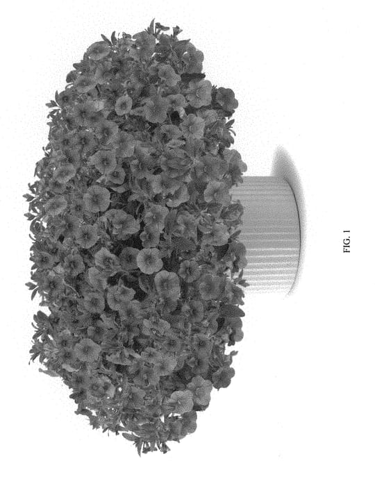 Figure 1 of US plant patent PP30165, the photograph of DCALCORANG printed in the patent.