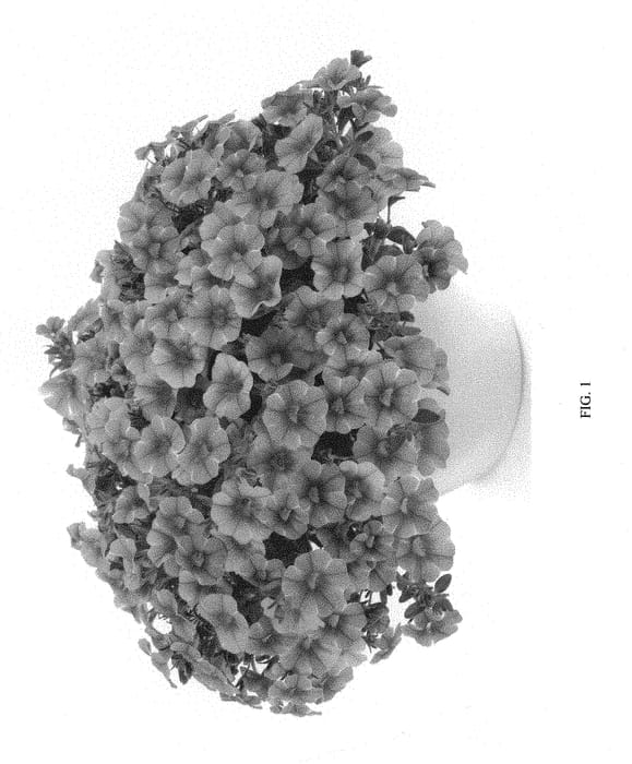 Figure 1 of US plant patent PP30166, the photograph of DCALCOPILA printed in the patent.