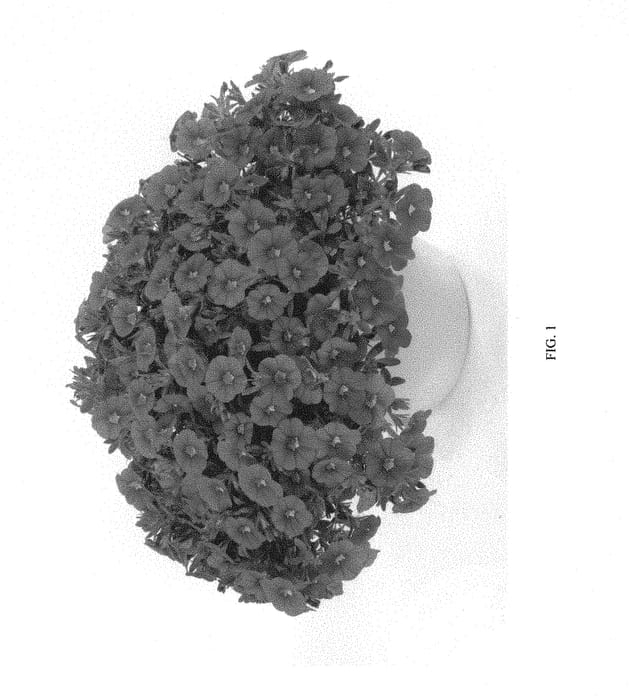 Figure 1 of US plant patent PP30167, the photograph of DCALCOFUCH printed in the patent.