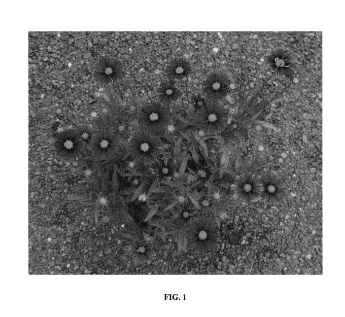 Figure 1 of US plant patent PP30168, the photograph of Enchanted Red printed in the patent.