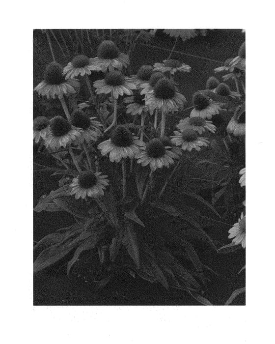 Figure 1 of US plant patent PP30169, the photograph of TNECHPG printed in the patent.